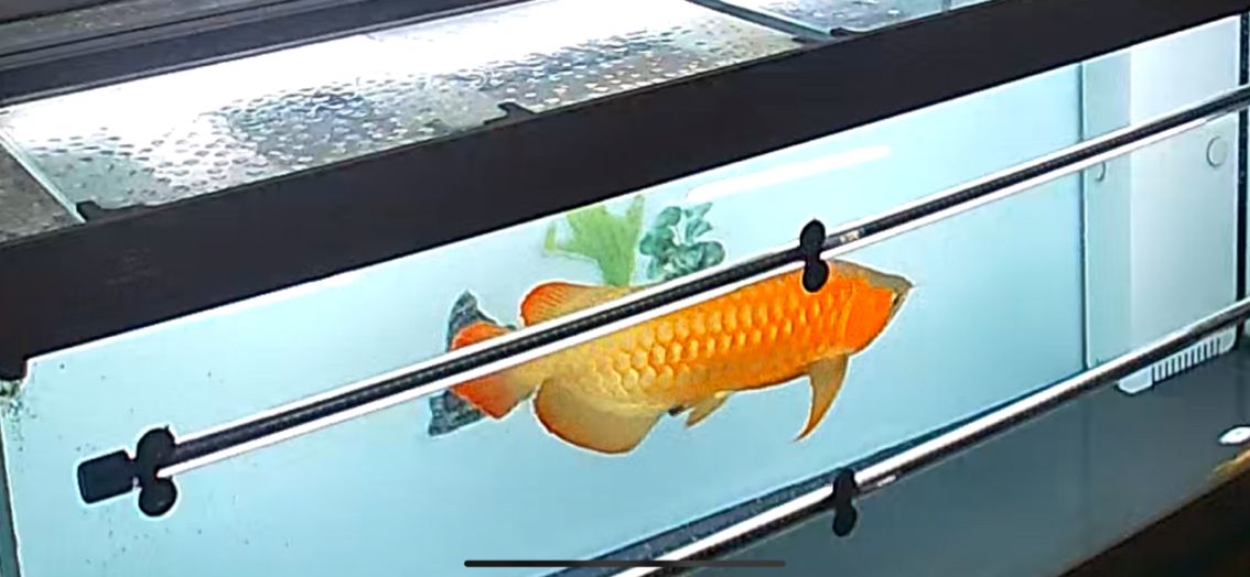 愛龍魚
