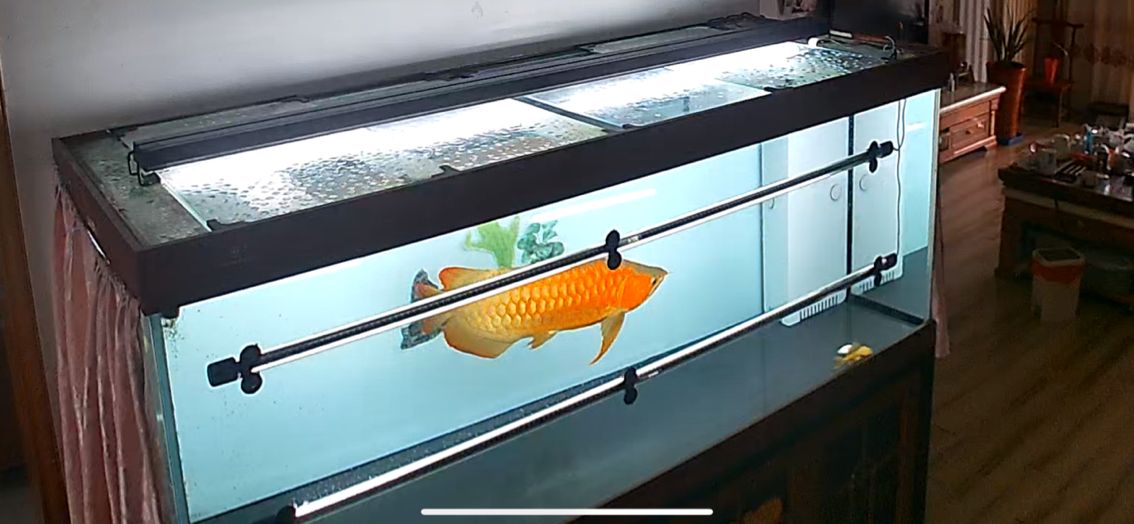愛龍魚
