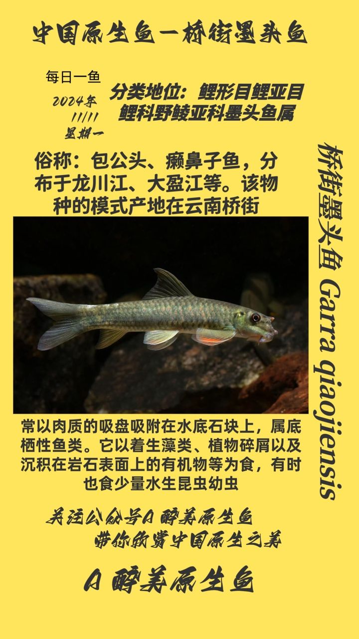 橋街墨頭魚