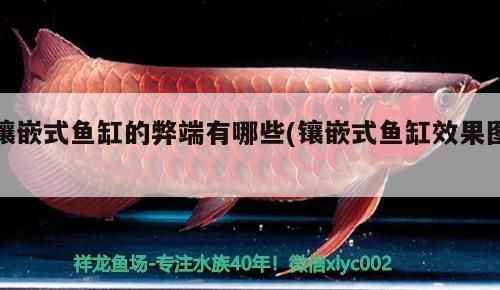 鑲嵌式魚缸的弊端有哪些(鑲嵌式魚缸效果圖)