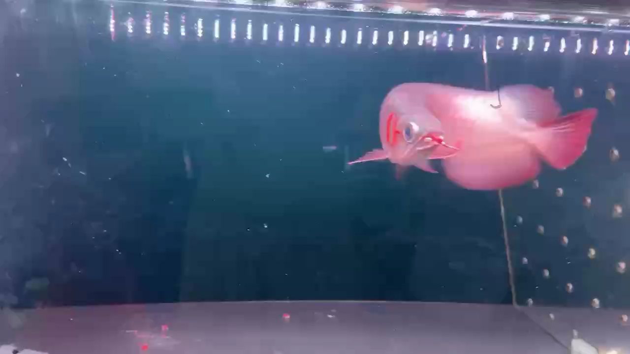 魚缸過濾器選購指南:自制魚缸過濾器魚缸上置過濾器對于養魚愛好者的必備知識 綠皮 龍魚論壇 綠皮 綠皮 龍魚論壇