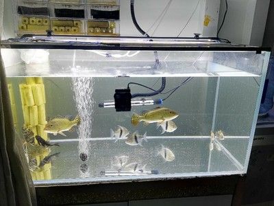 夢(mèng)見魚是什么動(dòng)物，解析夢(mèng)境中的魚類象征，夢(mèng)見魚的象征意義解析，魚類在夢(mèng)境中的寓意