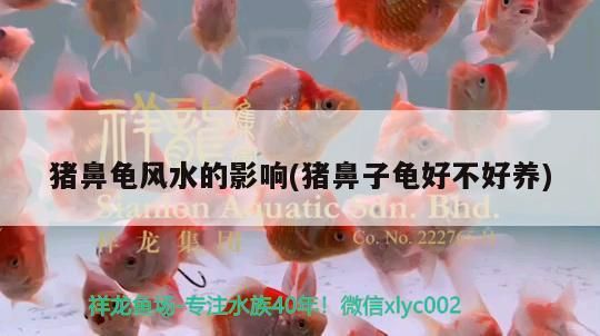 豬鼻龜風水的影響(豬鼻子龜好不好養(yǎng))