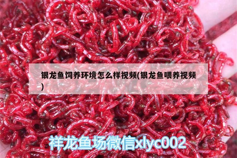 銀龍魚飼養環境怎么樣視頻(銀龍魚喂養視頻)