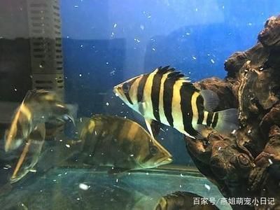 虎魚和鸚鵡魚混養(yǎng)：虎魚和鸚鵡魚可以混養(yǎng)但需要注意一些事項(xiàng)以確保它們能夠和諧共處 虎魚和鸚鵡魚混養(yǎng)：虎魚和鸚鵡魚可以混養(yǎng)但需要注意一些事項(xiàng)以確保它們能夠和諧共處 虎魚百科 第3張