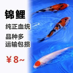 夢見龍和魚在一起是什么兆頭？解析夢境中的祥瑞與機(jī)遇，龍魚共夢，祥瑞之兆與機(jī)遇解析