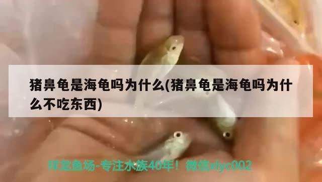 豬鼻龜是海龜嗎為什么(豬鼻龜是海龜嗎為什么不吃東西)