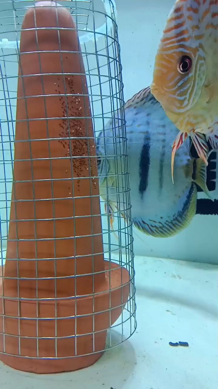 七彩神仙魚(yú)繁殖