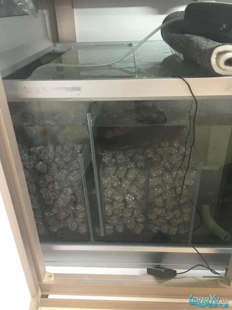 求助亞硝酸鹽高怎么辦？ 求助亞硝酸鹽高怎么辦？ 黃金貓魚百科 第2張