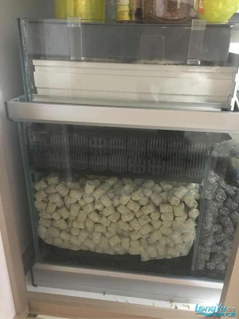 求助亞硝酸鹽高怎么辦？ 求助亞硝酸鹽高怎么辦？ 黃金貓魚百科 第3張
