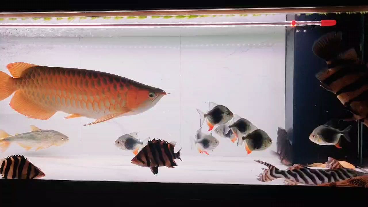 新到三只虎，大家看看品質怎么樣