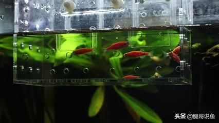 50厘米的魚(yú)缸可以養(yǎng)多少斑馬魚(yú)：50厘米的斑馬魚(yú)可以養(yǎng)大約20-50條斑馬魚(yú)