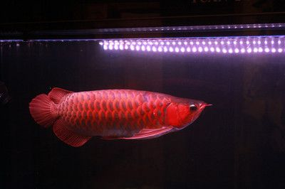 紅龍魚生長周期多長時間：關于紅龍魚生長周期的詳細信息
