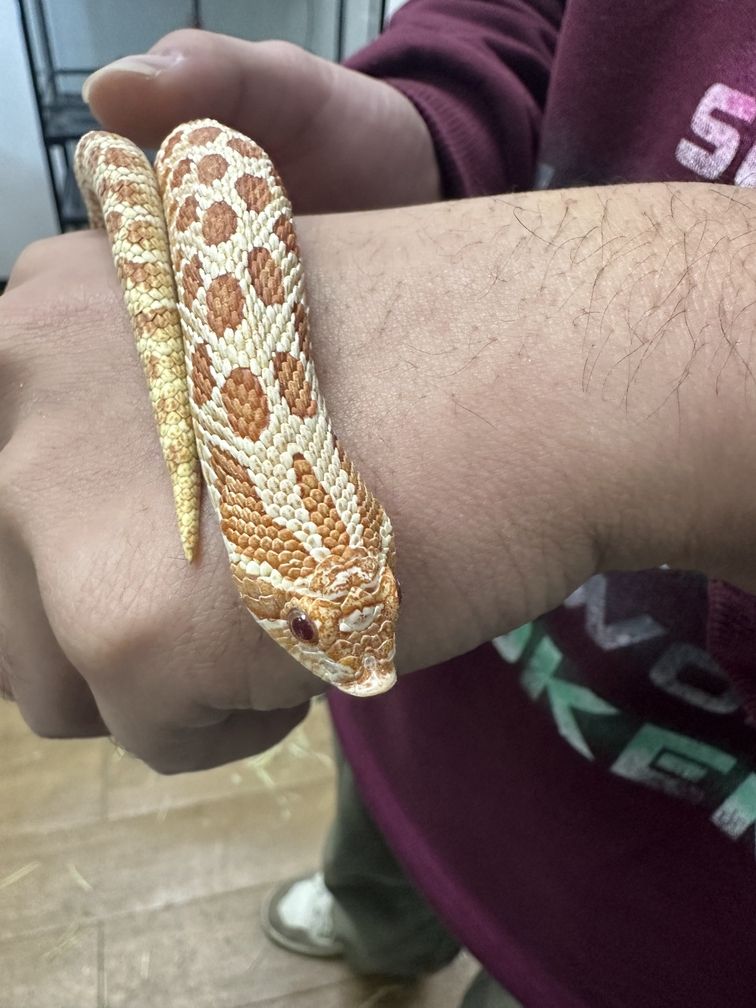 我的寵物合集之小豬鼻可愛死我了?? 龍魚論壇 第3張 我的寵物合集之小豬鼻可愛死我了?? 我的寵物合集之小豬鼻可愛死我了?? 龍魚論壇 第3張