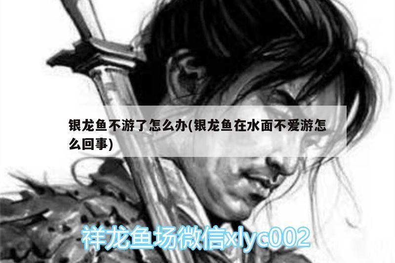 銀龍魚不游了怎么辦(銀龍魚在水面不愛游怎么回事)