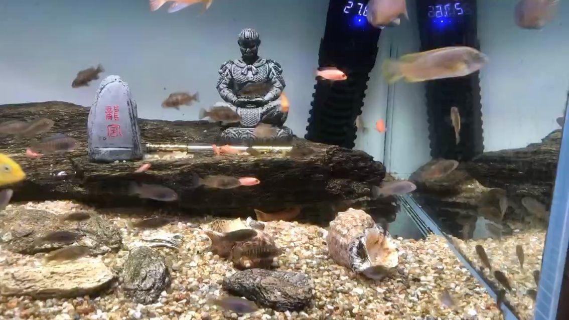 入太陽花紅雞
