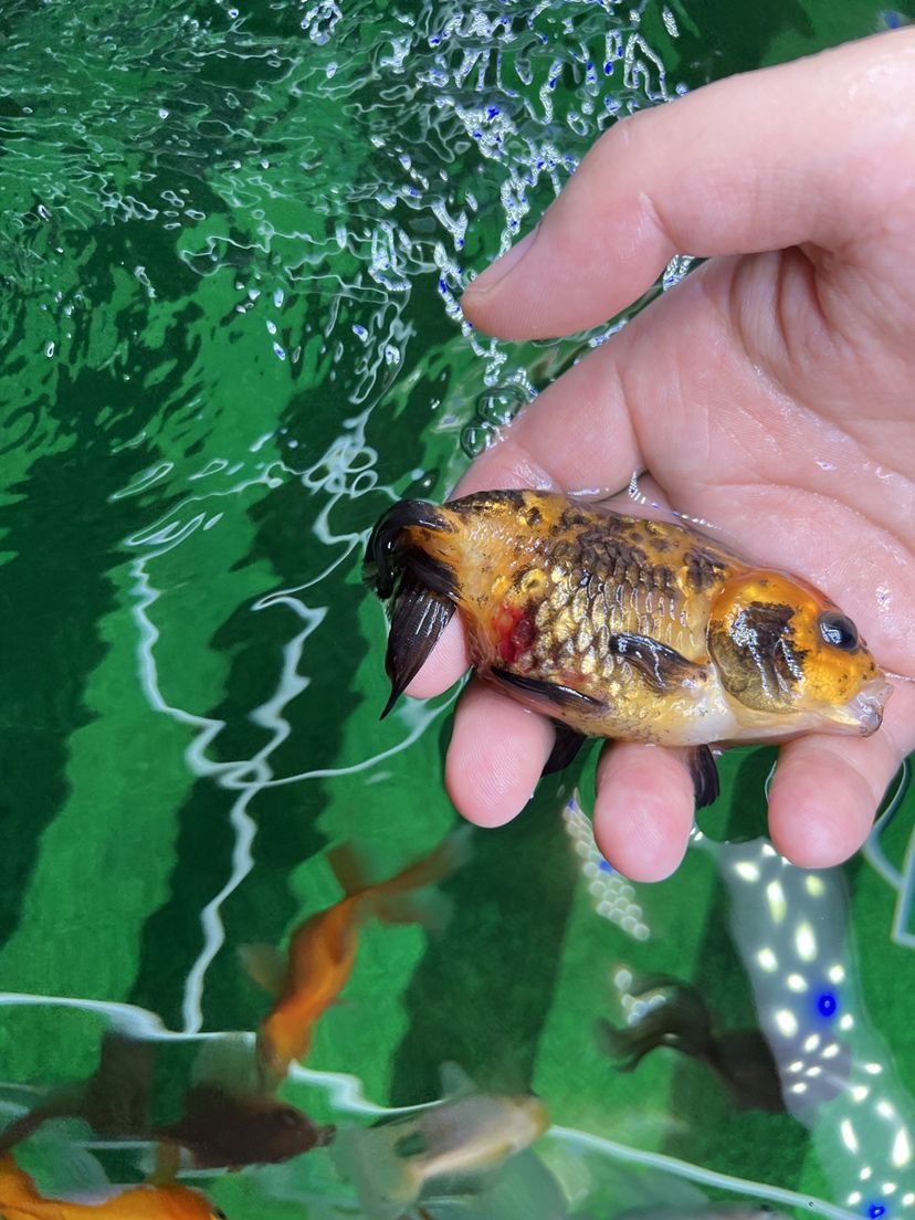 大連中山公園購物廣場蝦兵蟹將水族店