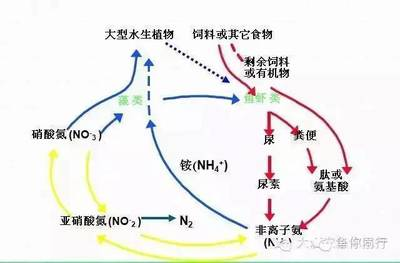 曼龍魚在水面不動(dòng)，原因分析與應(yīng)對策略，曼龍魚水面靜止的原因解析及處理方案