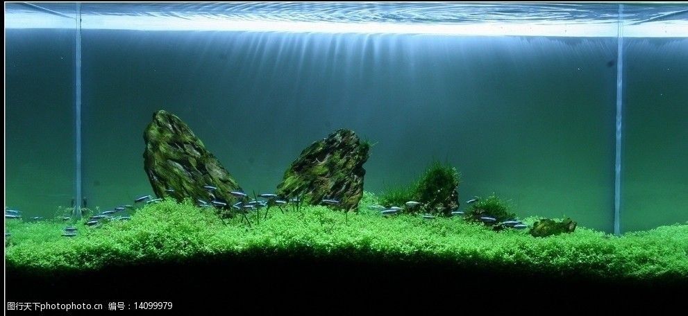 30cm的魚缸造景：30厘米魚缸造景技巧和注意事項和注意事項介紹