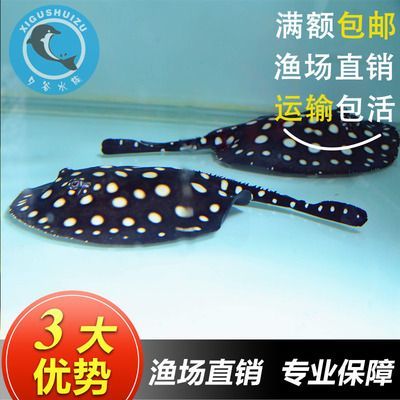 魟魚怎么分公母圖解法視頻：如何區分魟魚的公母,公魟魚的公母圖解法視頻