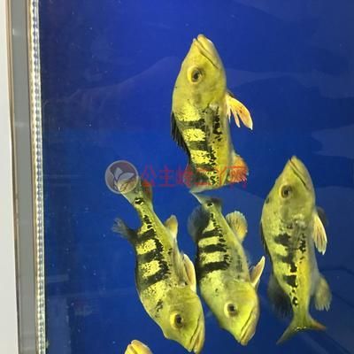 魟魚怎么分公母圖解法視頻：如何區分魟魚的公母,公魟魚的公母圖解法視頻