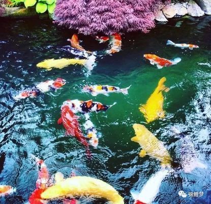曼龍魚一般人能繁殖嗎？全面解析曼龍魚繁殖技巧，曼龍魚繁殖指南，普通人也能掌握的技巧全解析