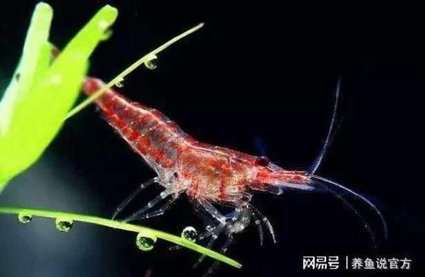 曼龍魚為何不建議吃，生態、健康與文化視角的探討，曼龍魚不宜食用的生態、健康及文化原因解析