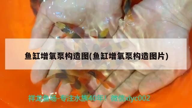 魚缸增氧泵構(gòu)造圖(魚缸增氧泵構(gòu)造圖片)
