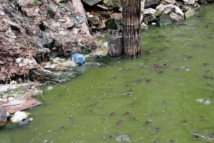 曼龍魚吐泡泡是怎么回事？揭秘這一有趣行為的背后原因，曼龍魚吐泡泡的原因及行為解析