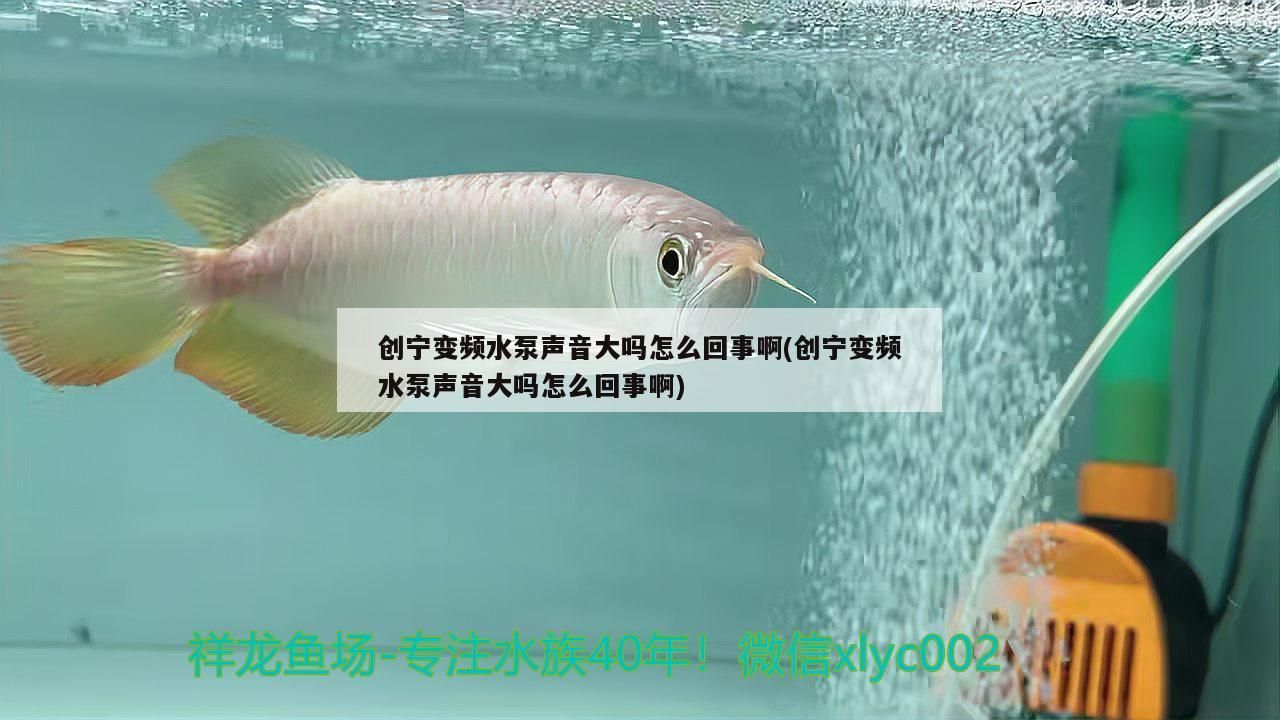 創寧變頻水泵聲音大嗎怎么回事啊(創寧變頻水泵聲音大嗎怎么回事啊)