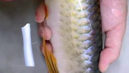紅龍魚有寄生蟲怎么辦：紅龍魚寄生蟲預防措施
