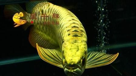 曼龍魚苗多久長1厘米？生長速度與飼養技巧解析，曼龍魚苗生長速度揭秘，1厘米需要多久？關鍵飼養技巧全解析