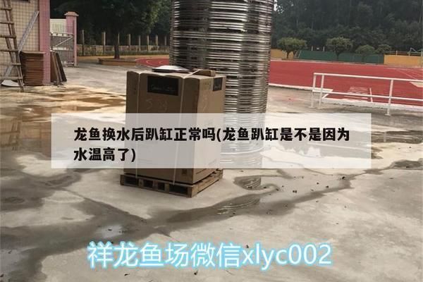 龍魚內寄會趴缸嗎vs祥龍魚場：祥龍魚場評價如何龍魚內寄癥狀識別祥龍魚場評價如何