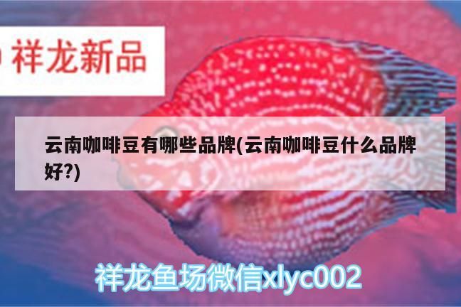 云南咖啡豆有哪些品牌(云南咖啡豆什么品牌好?) 云南咖啡豆有哪些品牌(云南咖啡豆什么品牌好?) 馬來西亞咖啡