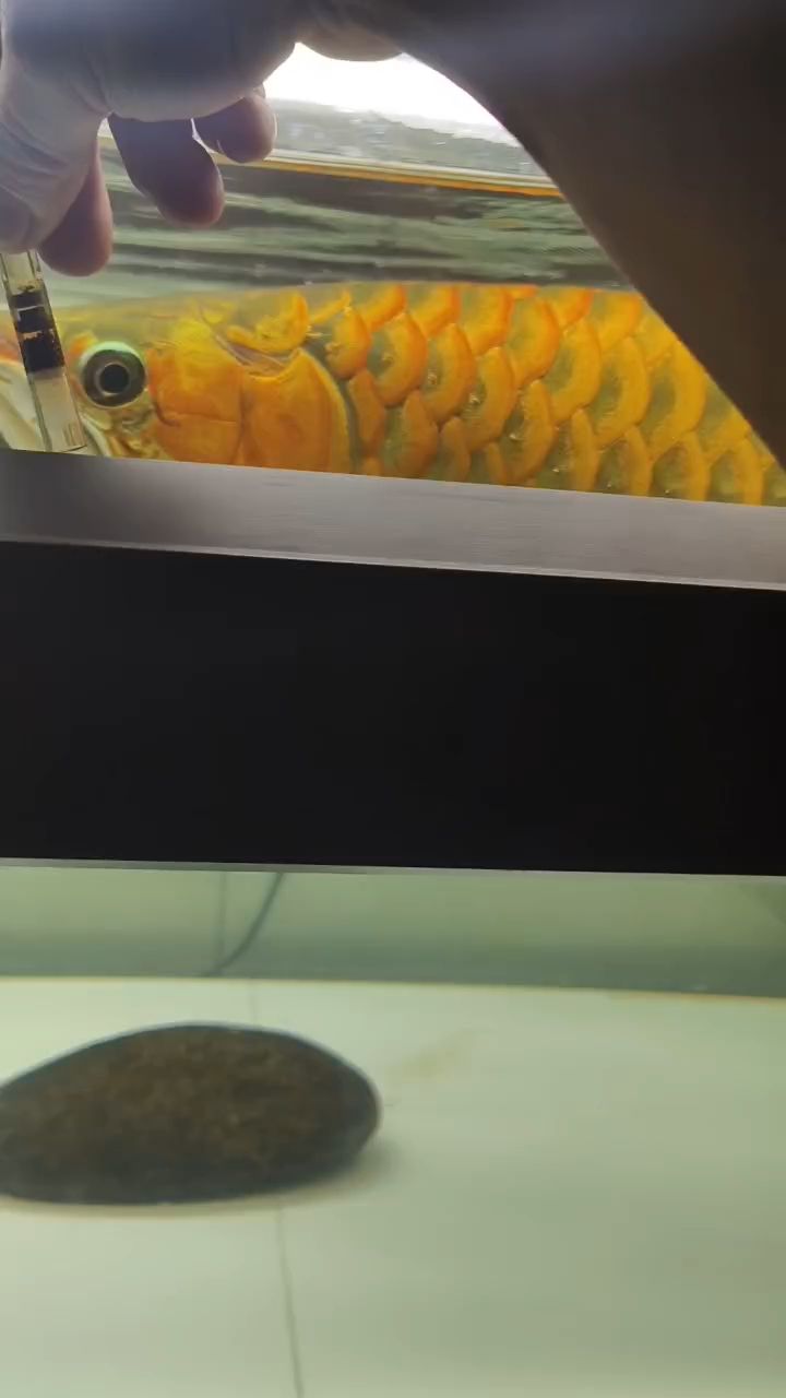 沒事遛著玩 沒事遛著玩 龍魚論壇