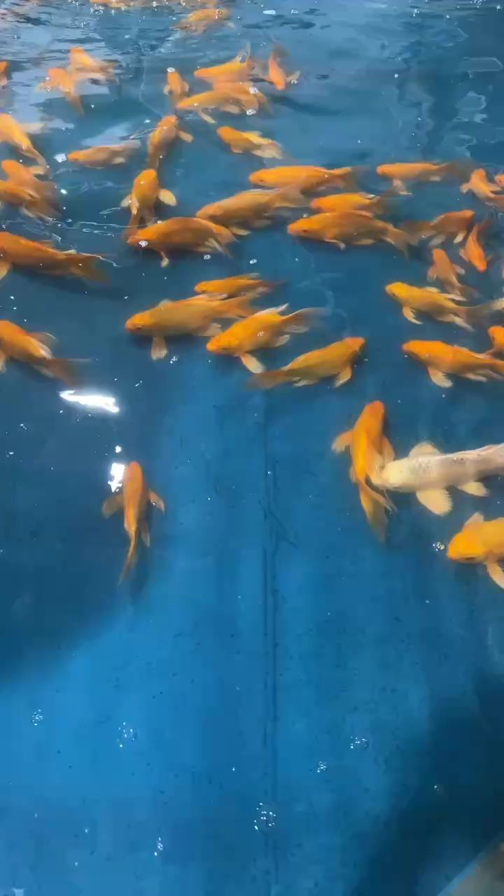 漂亮嗎？喜歡的，歡迎來詢