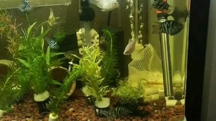 曼龍魚和孔雀魚可以混養嗎？混養指南與注意事項，曼龍魚與孔雀魚混養指南，注意事項與技巧
