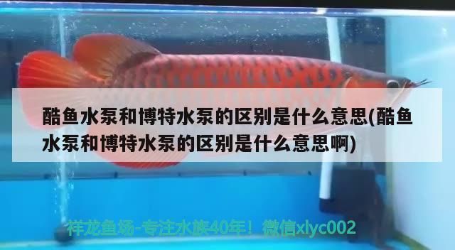 酷魚水泵和博特水泵的區別是什么意思(酷魚水泵和博特水泵的區別是什么意思啊)