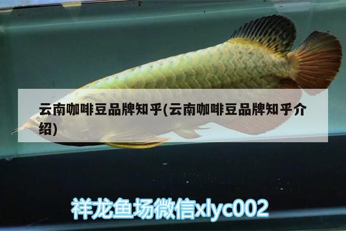 云南咖啡豆品牌知乎(云南咖啡豆品牌知乎介紹)