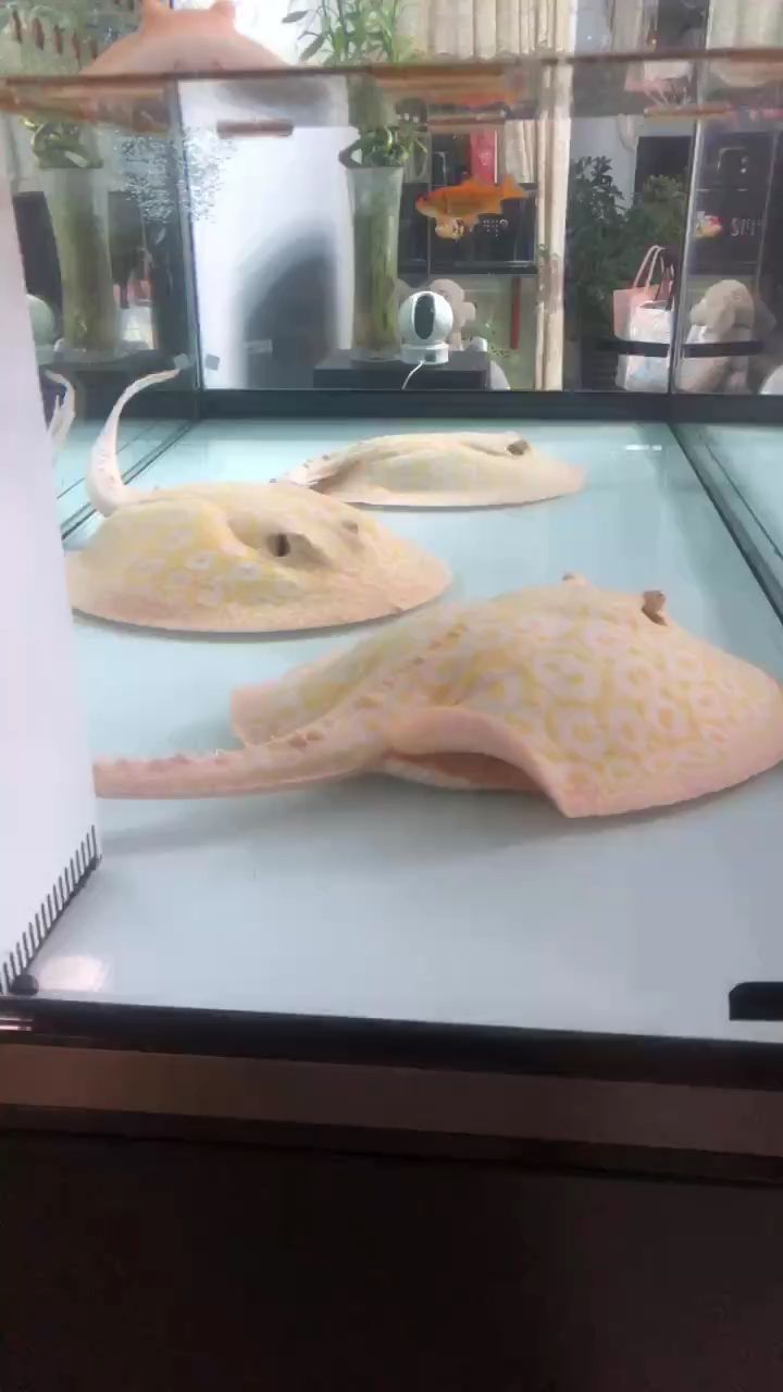 龍魚怕什么 擦洗魚缸 龍魚論壇 擦洗魚缸 擦洗魚缸 龍魚論壇
