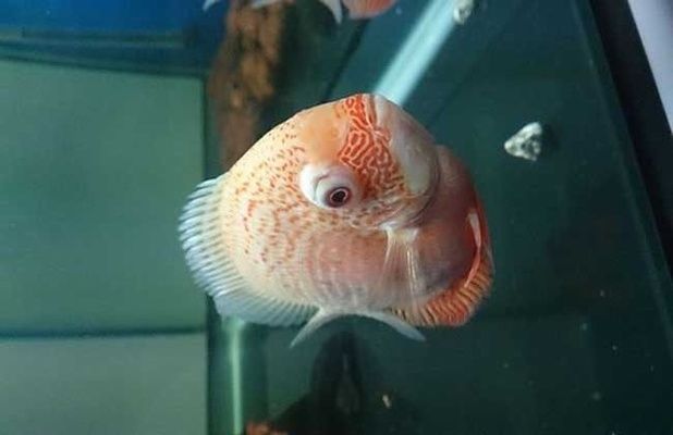 曼龍魚大肚子圖片，原因、癥狀及應對方法，曼龍魚大肚子的原因、癥狀及應對方法全解析 曼龍魚大肚子圖片，原因、癥狀及應對方法，曼龍魚大肚子的原因、癥狀及應對方法全解析 龍魚百科 第3張