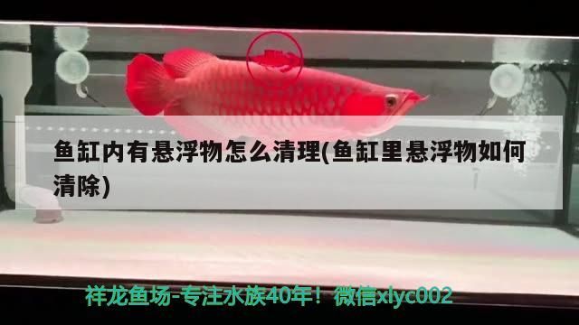 魚缸內有懸浮物怎么清理(魚缸里懸浮物如何清除) 魚缸內有懸浮物怎么清理(魚缸里懸浮物如何清除) 觀賞魚百科