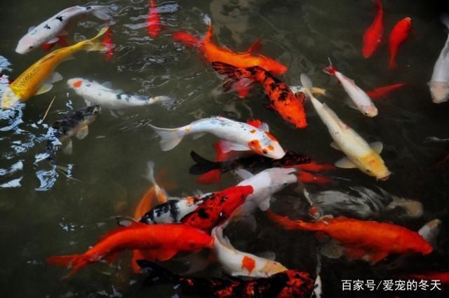 曼龍魚大肚子不沉怎么回事？原因分析與解決方法，曼龍魚大肚子不沉的原因及解決辦法