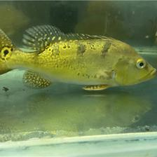 曼龍魚不愛游動怎么回事？原因分析與解決方法，曼龍魚不愛游動的常見原因及解決對策