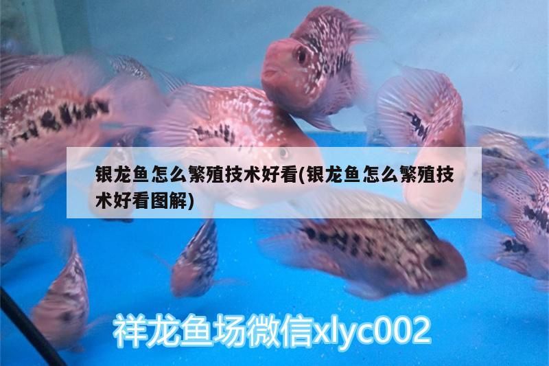 銀龍魚怎么繁殖技術好看(銀龍魚怎么繁殖技術好看圖解)