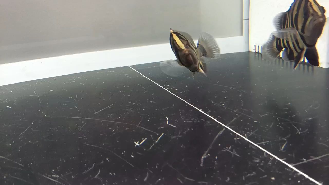 虎魚打架也是鼓喉的，看起來好霸氣