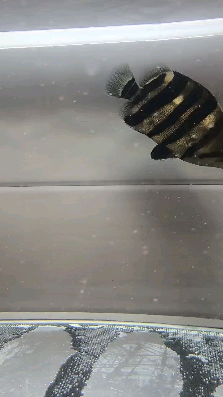 這條虎怎樣？