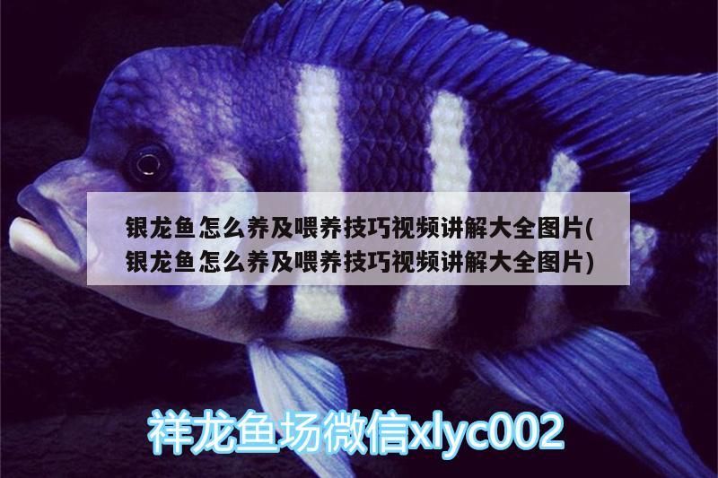 銀龍魚怎么養(yǎng)及喂養(yǎng)技巧視頻講解大全圖片(銀龍魚怎么養(yǎng)及喂養(yǎng)技巧視頻講解大全圖片)