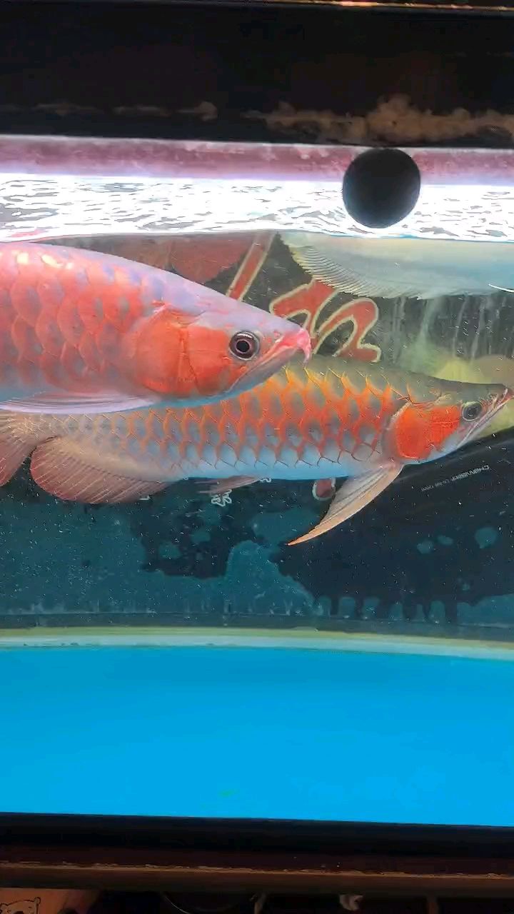 既然不打架。。。。。 既然不打架。。。。。 龍魚論壇