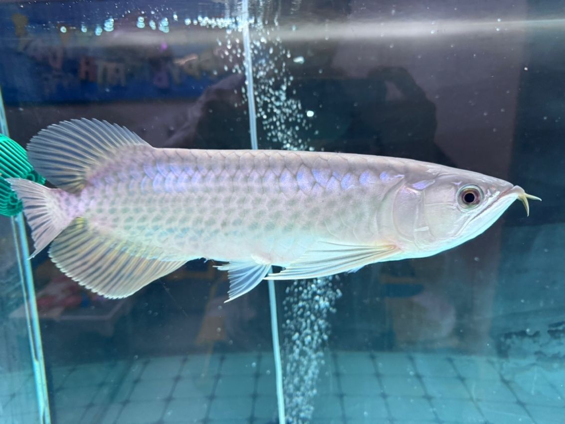 麻煩幫忙看下這條是什么品種的龍魚 麻煩幫忙看下這條是什么品種的龍魚 龍魚論壇 第1張